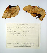 Herbarium specimen