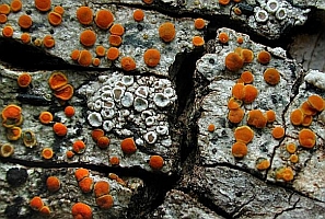 Caloplaca holocarpa