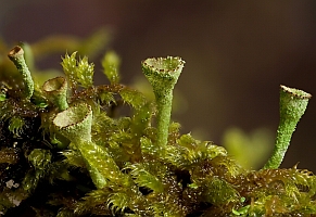 Cladonia fimbriata