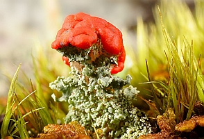 Cladonia pleurota