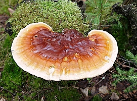 Ganoderma lucidum