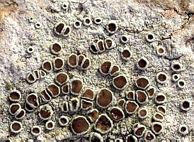 Lecanora chlarotera