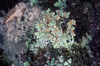 Lobaria pallida