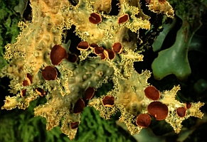 Lobaria pulmonaria