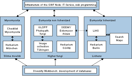 Organigram GBIF-Mycology