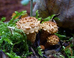 Pholiota squarrosa