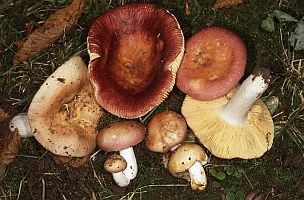 Russula decipiens