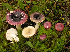 Russula laccata