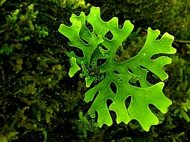 Sticta canariensis