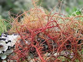 Usnea rubicunda